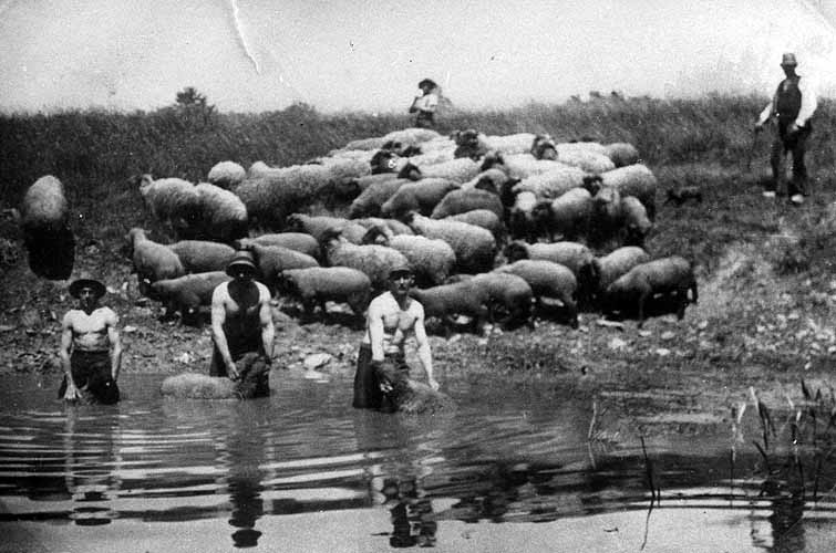 Waschen von Schafen im Teich bei Rotthege, Bauerschaft Mehringen 