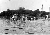 Kühe im Hochwasser am Mußenbach