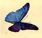 Schmetterling, blau